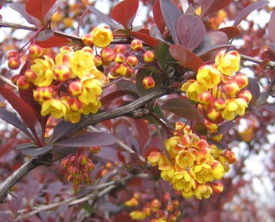 Berberis-Ottawensis-Superba-01