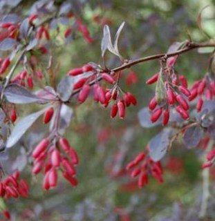 Berberis-ottawensis-Auricoma-4