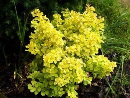 Berberis-thunbergii-Tiny-Gold-01