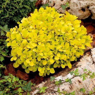 Барбарис Тунберга Тіні Голд (Tiny Gold)