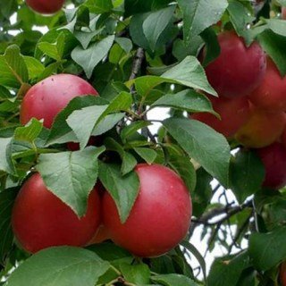 Плуот (гібрид абрикоса й сливи) Бірікокколо гігант ді Будріо (Biricoccolo Gigante di Budrio) [2-річний з відкритим коренем]