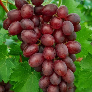 Виноград Блек Балади (Black Ballade)