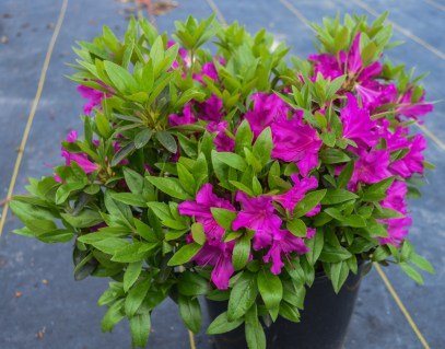 Рододендрон Блю Данубе (Blu Danube) [контейнер 0,5л.]