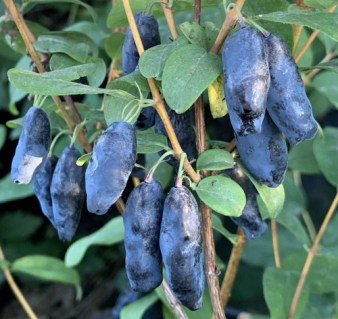 Жимолость їстівна Блакитний банан (Blue Banana)