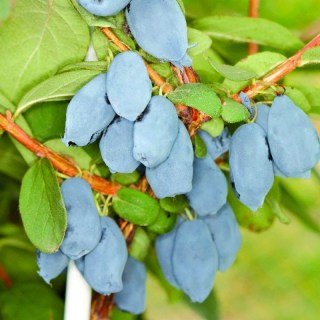 Жимолость їстівна Бореал Біст (Boreal Beast) [1-річна, контейнер 0.5л]