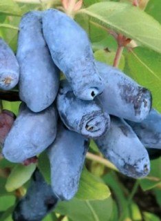 Жимолость їстівна Бореал Бьюті (Boreal Beauty) [1-річна, контейнер 0.5л]