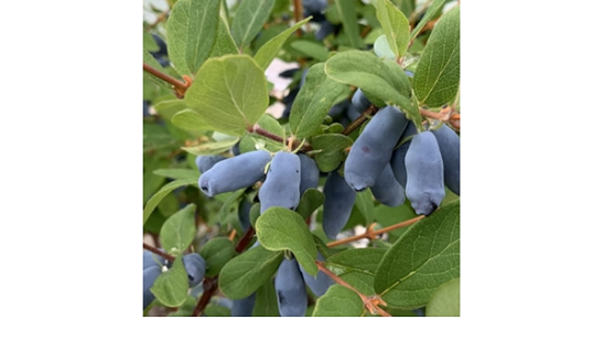 Жимолость їстівна Блу Трейд (Blue Trade)