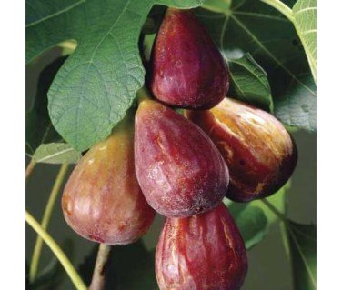 Інжир  Коричневий турецький (Brown Turkey)
