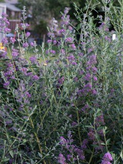 Buddleja-alternifolia-Unique-01