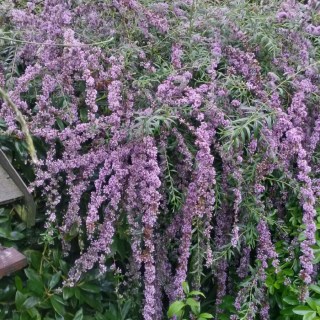 Буддлея черговолиста Юнік (Buddleja alternifolia Unique)
