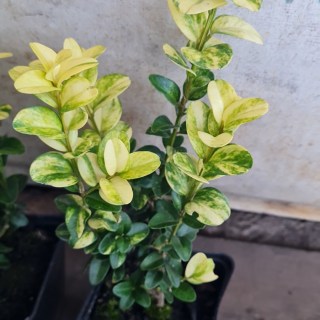 Самшит вічнозелений Ауреаварієгата (Aureovariegata) 