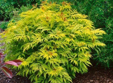 Бузина чорна жовтолиста Ауреа