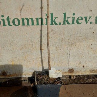 Реальні саджанці бузьку 2-х річний, черенкований, контейнер, 50см