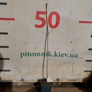 Реальні саджанці бузьку 2-х річний, черенкований, контейнер, 50см