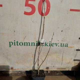 Реальне фото саджанця бузку 2-х річний, черенкований, контейнер, 50см