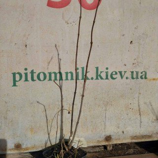 Реальне фото саджанця бузку 2-х річний, черенкований, контейнер, 50см