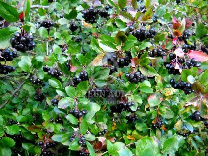 CHERNOPLODNAYA-RYABINA-ARONIYA-CHYORNYE-GLAZA_4