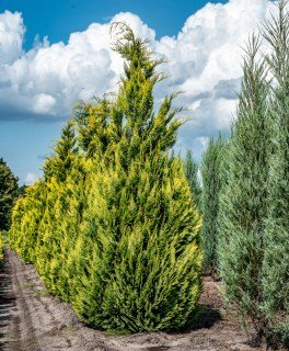 CHLAALGO_3-4011340191