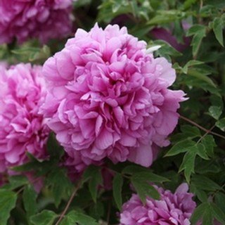 Піон деревовидний Cai Hui (сіянець)