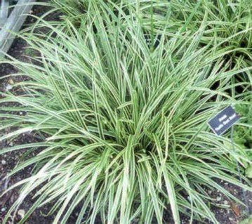 Осока моррова Айс Денс (Carex morrowii Ice Dance) [контейнер 0,5л]