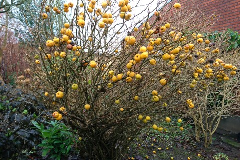 Chaenomeles-japonica