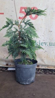 Реальне фото саджанця 40см в контейнері