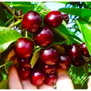Черешня Світ Валентайн