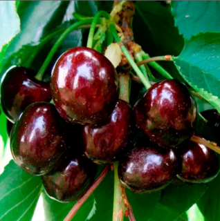 Черешня Світ Валентайн [підщепа ВСЛ-2, 2-річна з відкритим коренем]