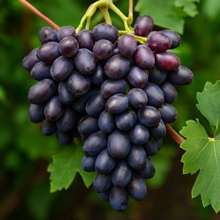 Виноград кишмиш Чорнобаївка