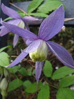 Clematis alpina