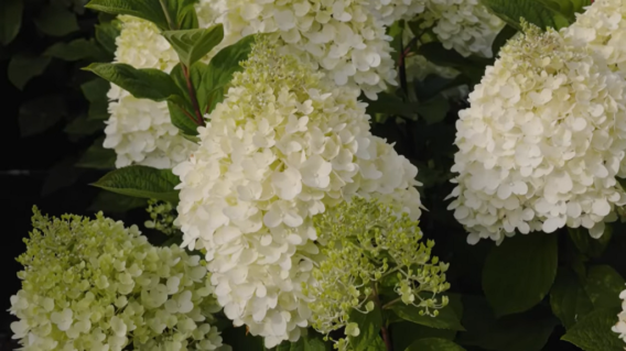 Colourful-cocktail-hydrangea-03