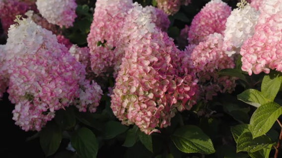 Colourful-cocktail-hydrangea-1024x576