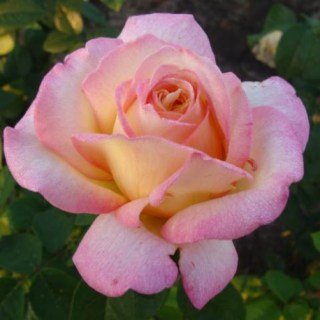 Троянда Конфіданс (Confidence)