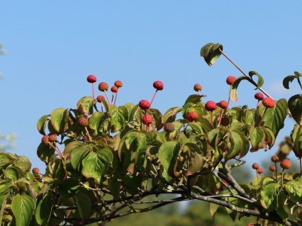 Cornus-kousa-Beni-Fuji-07