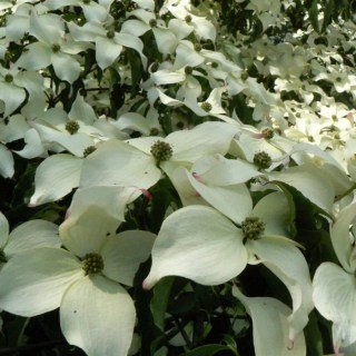 Дерен коуза Бултінкс Джаінт Флауерс (Cornus kousa Bultincks Giant Flowers) [60-80см, контейнер]