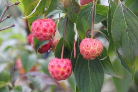 Cornus_kousa_Bultincks_Giant_Flowers_01