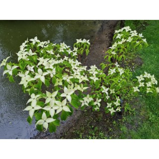 Cornus_kousa_Bultincks_Giant_Flowers_02