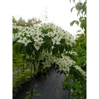 Cornus_kousa_Bultincks_Giant_Flowers_03