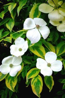 Дерен коуза Целестиа Шадоу (Celestial Shadow)