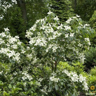 Cornus_kousa_China_Girl_03