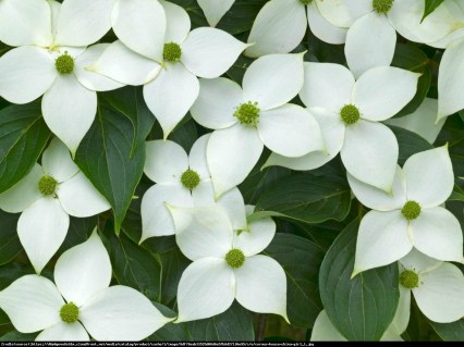 Cornus_kousa_China_Girl_0