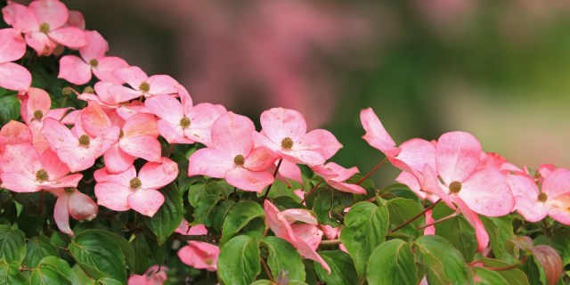 Cornus_kousa_Dwarf_Pink_02