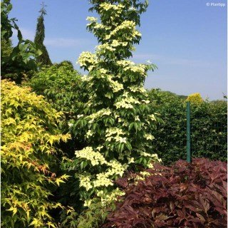 Дерен коуза Флауер Тауер (Cornus kousa Flower Tower)