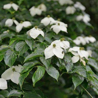Cornus_kousa_Flower_Tower_03