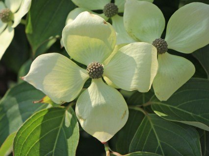 Cornus_kousa_Flower_Tower_04