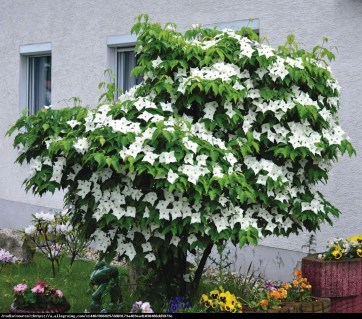 Cornus_kousa_Milky_Way_01