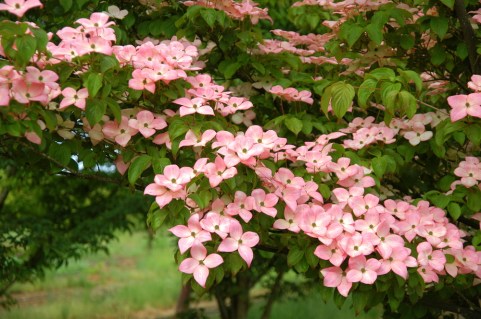 Дерен коуза Сатомі (Cornus kousa Satomi)