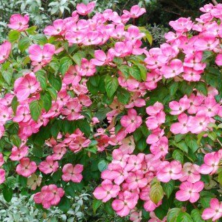 Cornus_kousa_Satomi_03