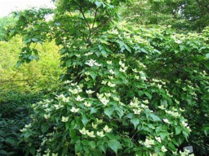 Cornus_kousa_Schmetterlingt_03