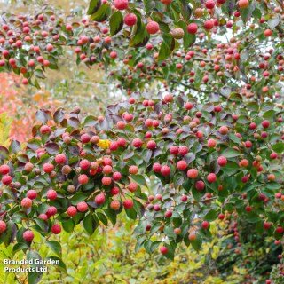 Cornus_kousa_Schmetterlingt_05